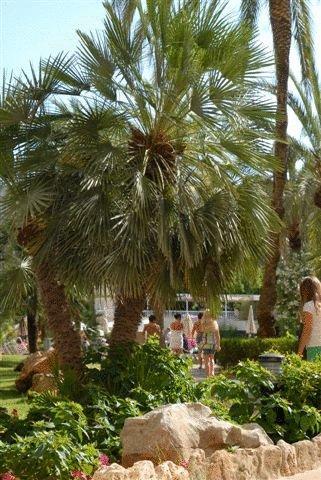 Hotel Protur Palmeras Playa Sa Coma (Mallorca)